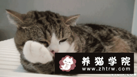 猫咪干呕、咳嗽、不吃东西，精神萎靡不振，应警惕毛球症