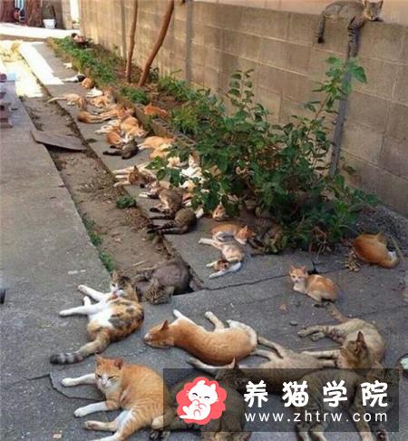 你愿意为怀孕的流浪猫做引产或绝育吗？为什么？
