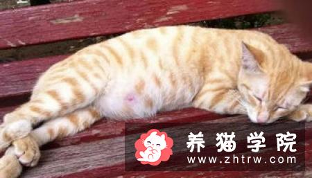 你愿意为怀孕的流浪猫做引产或绝育吗？为什么？