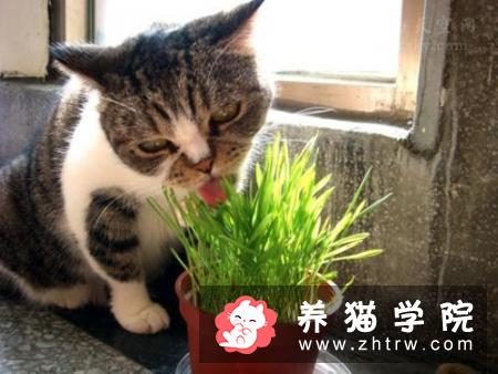 猫咪干呕、咳嗽、不吃东西，精神萎靡不振，应警惕毛球症
