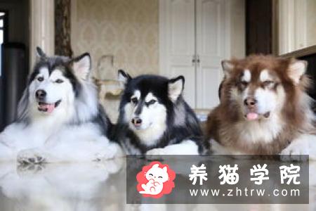 养狗一年要用到多少钱？需要哪些花费？