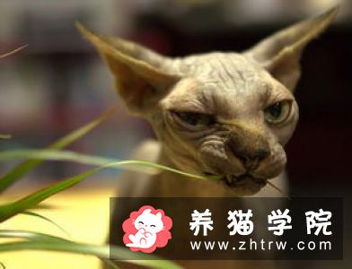 猫咪为什么洗澡后没精神？
