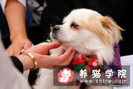 你愿意为怀孕的流浪猫做引产或绝育吗？为什么？
