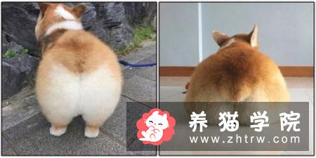 猫咪把屁股翘起来是什么意思？