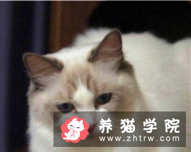 带布偶猫出门要注意什么