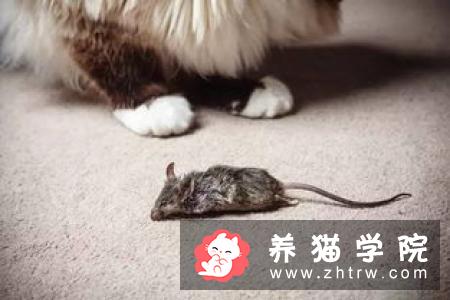 猫咪的正常体温比人类高吗？