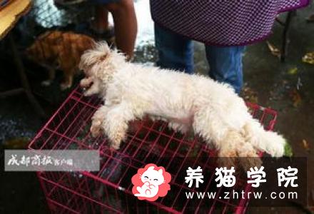 狗为什么知道主人要带它们去动物医院看兽医？