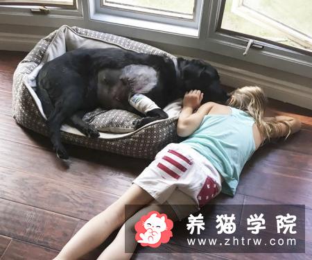 养狗一年要用到多少钱？需要哪些花费？