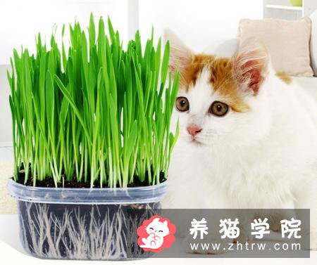 猫咪干呕、咳嗽、不吃东西，精神萎靡不振，应警惕毛球症