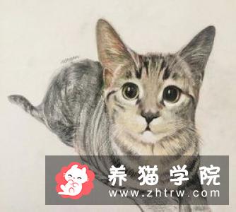 你愿意为怀孕的流浪猫做引产或绝育吗？为什么？