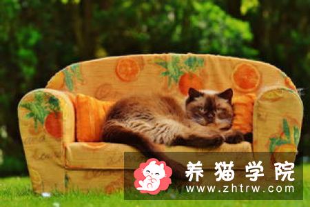 猫咪把屁股翘起来是什么意思？