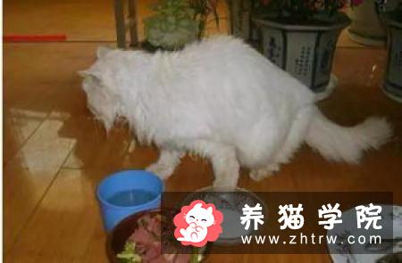 猫咪的正常体温比人类高吗？