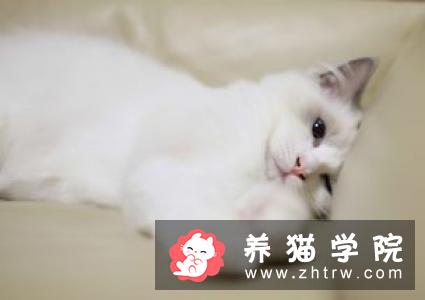 猫咪干呕、咳嗽、不吃东西，精神萎靡不振，应警惕毛球症
