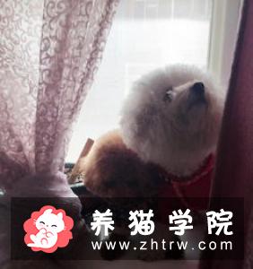 养狗一年要用到多少钱？需要哪些花费？