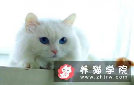 猫咪干呕、咳嗽、不吃东西，精神萎靡不振，应警惕毛球症