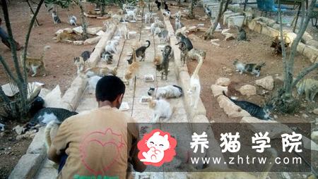 你愿意为怀孕的流浪猫做引产或绝育吗？为什么？