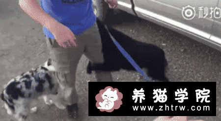 狗为什么知道主人要带它们去动物医院看兽医？