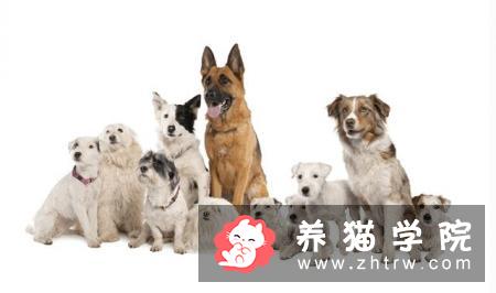狗为什么知道主人要带它们去动物医院看兽医？