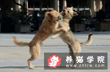 狗为什么知道主人要带它们去动物医院看兽医？