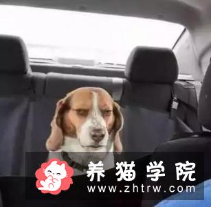 狗为什么知道主人要带它们去动物医院看兽医？