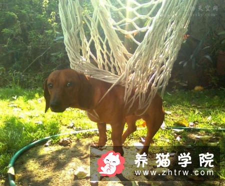 养狗一年要用到多少钱？需要哪些花费？