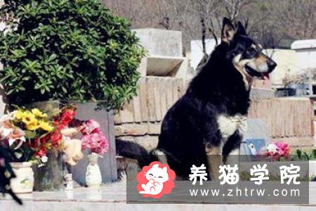 成年猫多久才能适应新主人？