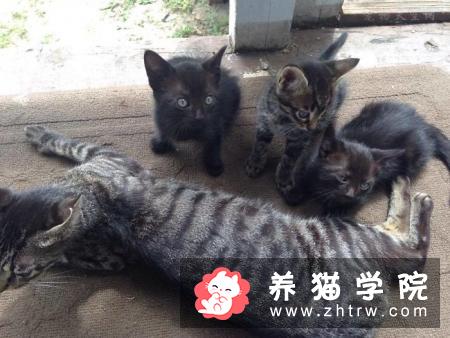 你愿意为怀孕的流浪猫做引产或绝育吗？为什么？