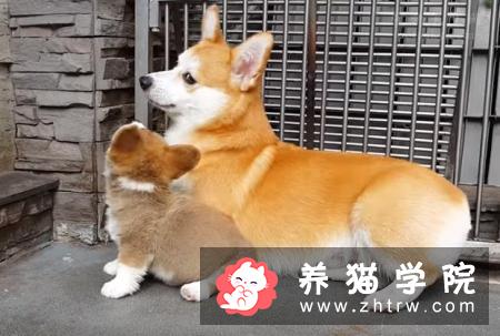 养狗一年要用到多少钱？需要哪些花费？