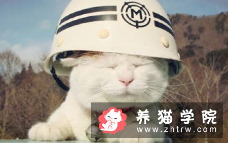 猫咪干呕、咳嗽、不吃东西，精神萎靡不振，应警惕毛球症