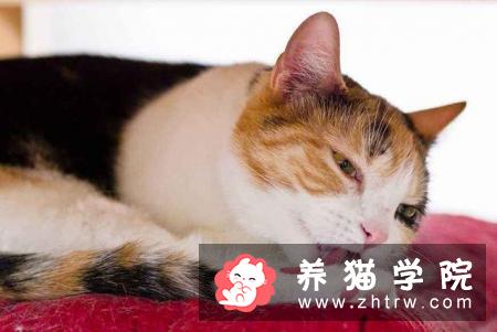 猫咪干呕、咳嗽、不吃东西，精神萎靡不振，应警惕毛球症