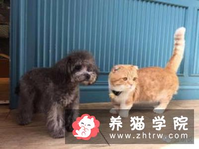 曼切堪猫性格怎么样？