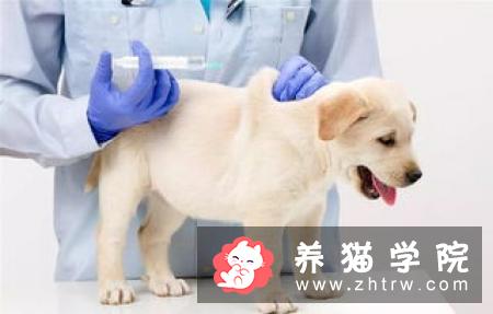 狗为什么知道主人要带它们去动物医院看兽医？