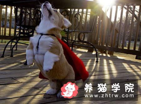 养狗一年要用到多少钱？需要哪些花费？