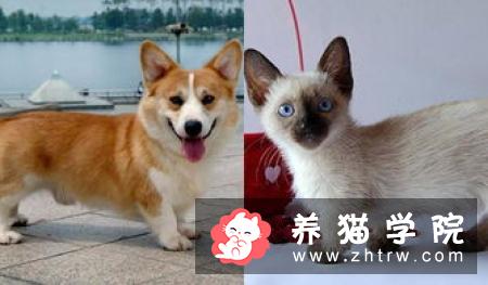 曼切堪猫性格怎么样？