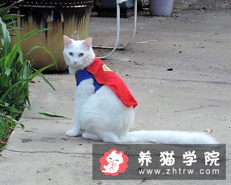 猫咪干呕、咳嗽、不吃东西，精神萎靡不振，应警惕毛球症