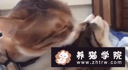 猫咪干呕、咳嗽、不吃东西，精神萎靡不振，应警惕毛球症