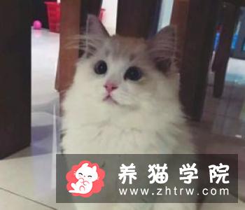 带布偶猫出门要注意什么