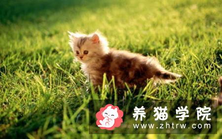 猫咪为什么洗澡后没精神？