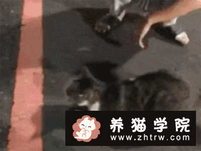 猫咪把屁股翘起来是什么意思？