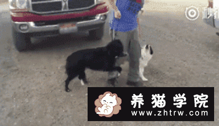 狗为什么知道主人要带它们去动物医院看兽医？