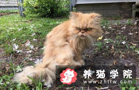 你愿意为怀孕的流浪猫做引产或绝育吗？为什么？
