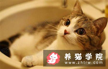 猫咪为什么洗澡后没精神？