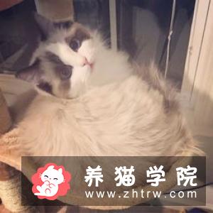 布偶猫养殖室温   养殖布偶猫的最佳温度你知道吗