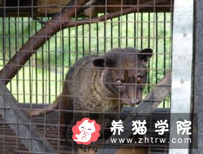 猫咪能喝咖啡吗？会有什么影响