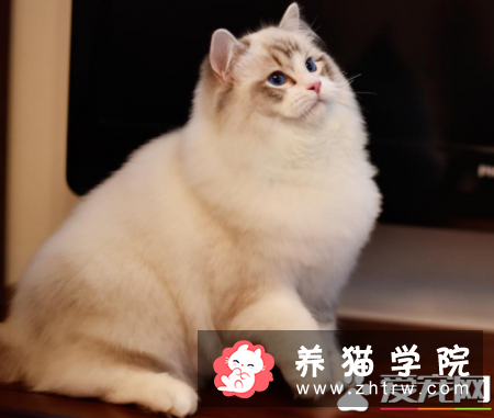 布偶猫养殖室温   养殖布偶猫的最佳温度你知道吗
