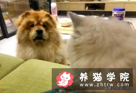 布偶猫呼呼叫是为什么 布偶猫呼呼叫原来有这个意思