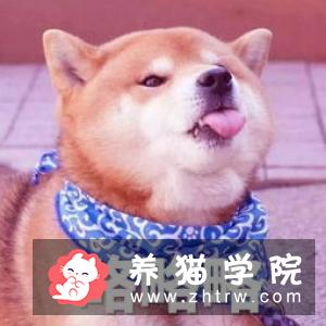 布偶猫养殖室温   养殖布偶猫的最佳温度你知道吗