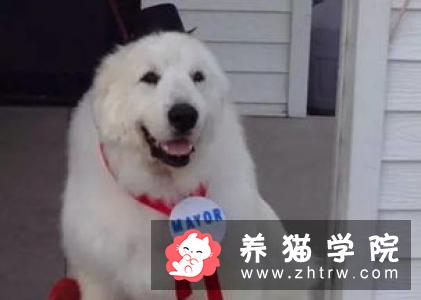 猫咪能喝咖啡吗？会有什么影响
