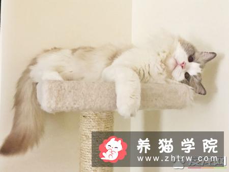 布偶猫呼呼叫是为什么 布偶猫呼呼叫原来有这个意思