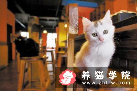 猫咪能喝咖啡吗？会有什么影响